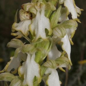 Photographie n°296417 du taxon Himantoglossum robertianum (Loisel.) P.Delforge