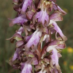 Photographie n°296418 du taxon Himantoglossum robertianum (Loisel.) P.Delforge