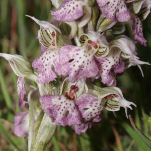 Photographie n°296427 du taxon Odontorchis lactea (Poir.) D.Tyteca & E.Klein [2008]