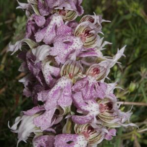 Photographie n°296430 du taxon Odontorchis lactea (Poir.) D.Tyteca & E.Klein [2008]