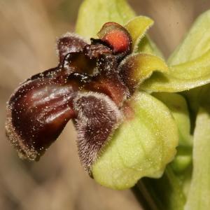 Photographie n°296436 du taxon Ophrys bombyliflora Link [1800]