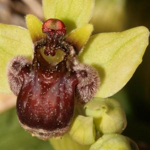 Photographie n°296437 du taxon Ophrys bombyliflora Link [1800]