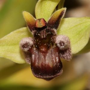 Photographie n°296438 du taxon Ophrys bombyliflora Link [1800]