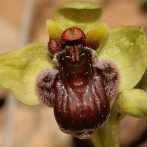 Photographie n°296439 du taxon Ophrys bombyliflora Link [1800]