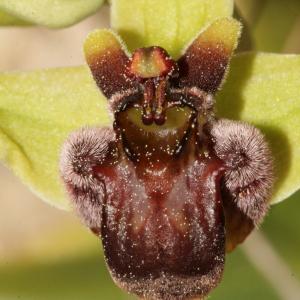 Photographie n°296440 du taxon Ophrys bombyliflora Link [1800]