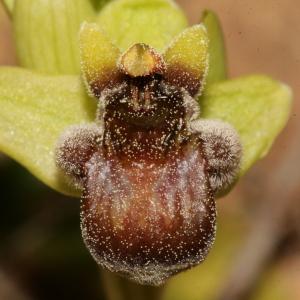 Photographie n°296442 du taxon Ophrys bombyliflora Link [1800]