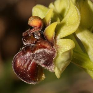 Photographie n°296444 du taxon Ophrys bombyliflora Link [1800]