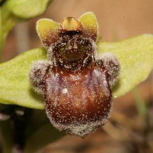 Photographie n°296449 du taxon Ophrys bombyliflora Link [1800]