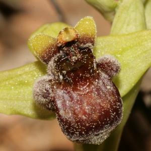 Photographie n°296450 du taxon Ophrys bombyliflora Link [1800]