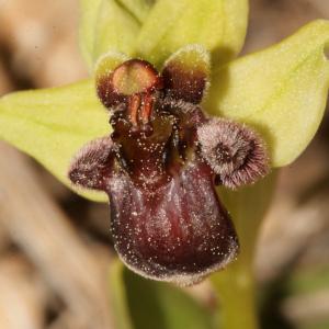 Photographie n°296456 du taxon Ophrys bombyliflora Link [1800]