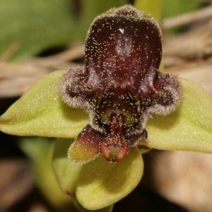 Photographie n°296457 du taxon Ophrys bombyliflora Link [1800]