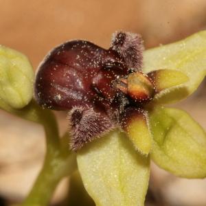 Photographie n°296459 du taxon Ophrys bombyliflora Link [1800]