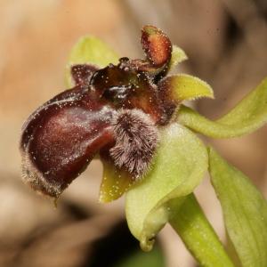 Photographie n°296460 du taxon Ophrys bombyliflora Link [1800]