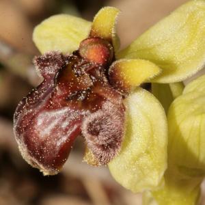 Photographie n°296463 du taxon Ophrys bombyliflora Link [1800]