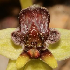 Photographie n°296464 du taxon Ophrys bombyliflora Link [1800]