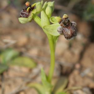 Photographie n°296466 du taxon Ophrys bombyliflora Link [1800]