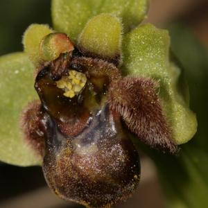 Photographie n°296467 du taxon Ophrys bombyliflora Link [1800]