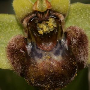 Photographie n°296469 du taxon Ophrys bombyliflora Link [1800]