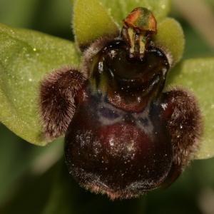 Photographie n°296472 du taxon Ophrys bombyliflora Link [1800]