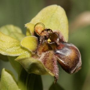 Photographie n°296474 du taxon Ophrys bombyliflora Link [1800]