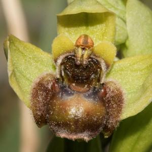 Photographie n°296476 du taxon Ophrys bombyliflora Link [1800]