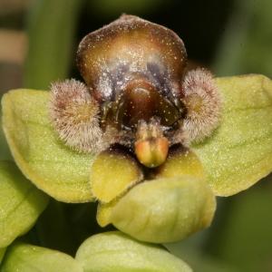 Photographie n°296477 du taxon Ophrys bombyliflora Link [1800]