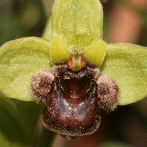 Photographie n°296480 du taxon Ophrys bombyliflora Link [1800]