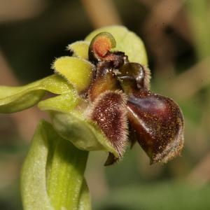 Photographie n°296481 du taxon Ophrys bombyliflora Link [1800]