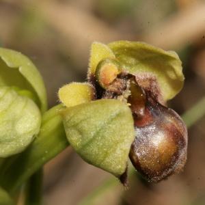 Photographie n°296482 du taxon Ophrys bombyliflora Link [1800]