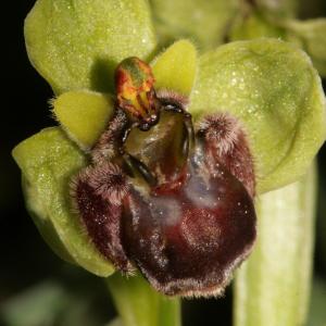 Photographie n°296483 du taxon Ophrys bombyliflora Link [1800]