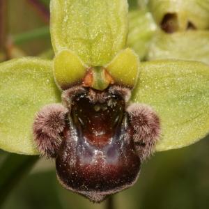 Photographie n°296492 du taxon Ophrys bombyliflora Link [1800]