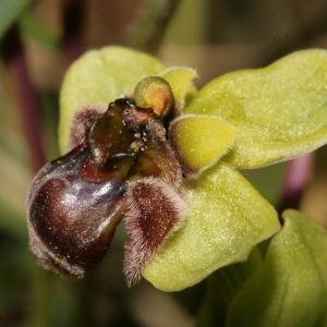 Photographie n°296493 du taxon Ophrys bombyliflora Link [1800]
