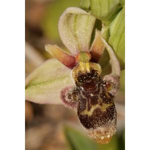 Ophrys ×hyb. (sans nom 99) 