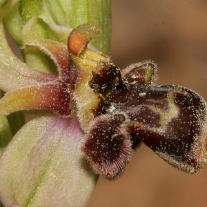  - Ophrys bombyliflora x Ophrys scolopax