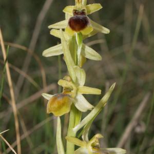 Photographie n°296527 du taxon Ophrys litigiosa E.G.Camus [1896]