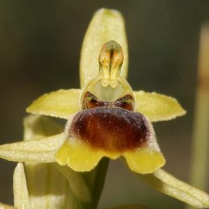 Photographie n°296530 du taxon Ophrys litigiosa E.G.Camus [1896]