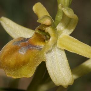 Photographie n°296532 du taxon Ophrys litigiosa E.G.Camus [1896]