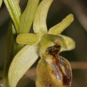 Photographie n°296533 du taxon Ophrys litigiosa E.G.Camus [1896]