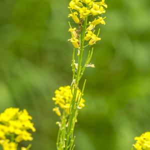 Photographie n°296656 du taxon Barbarea vulgaris R.Br.