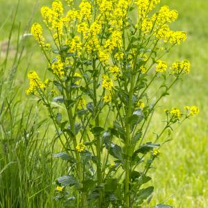 Photographie n°296661 du taxon Barbarea vulgaris R.Br.