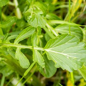 Photographie n°296662 du taxon Barbarea vulgaris R.Br.