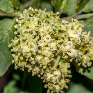 Photographie n°296667 du taxon Sambucus racemosa L. [1753]