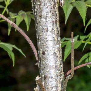 Photographie n°296668 du taxon Sambucus racemosa L. [1753]