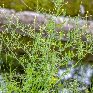 Photographie n°296673 du taxon Sisymbrium officinale (L.) Scop.