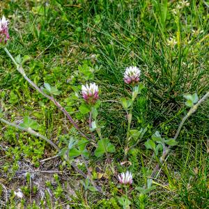 Photographie n°296683 du taxon Trifolium pratense L. [1753]