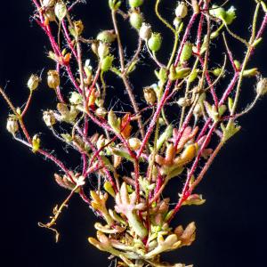 Photographie n°296688 du taxon Saxifraga tridactylites L.