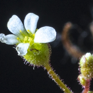 Photographie n°296691 du taxon Saxifraga tridactylites L.