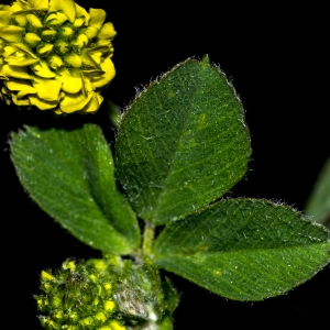Photographie n°296698 du taxon Medicago lupulina L.