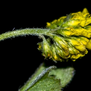 Photographie n°296700 du taxon Medicago lupulina L.