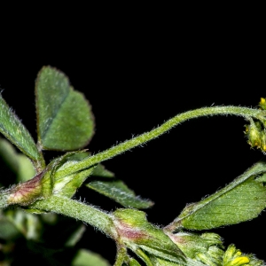 Photographie n°296701 du taxon Medicago lupulina L.